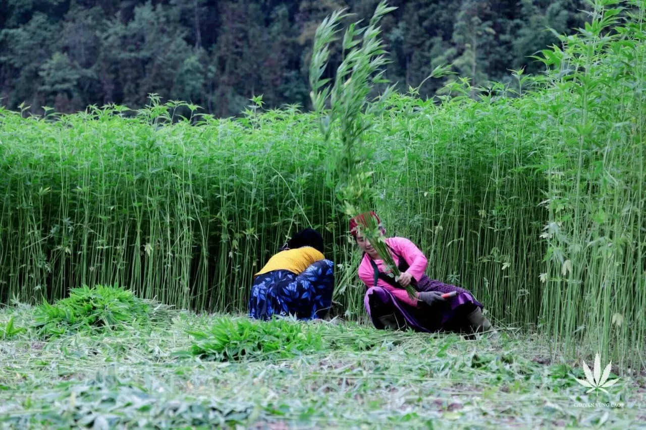 Thung lũng Sủng Là: 'Ốc đảo' yên bình trên cao nguyên đá Hà Giang