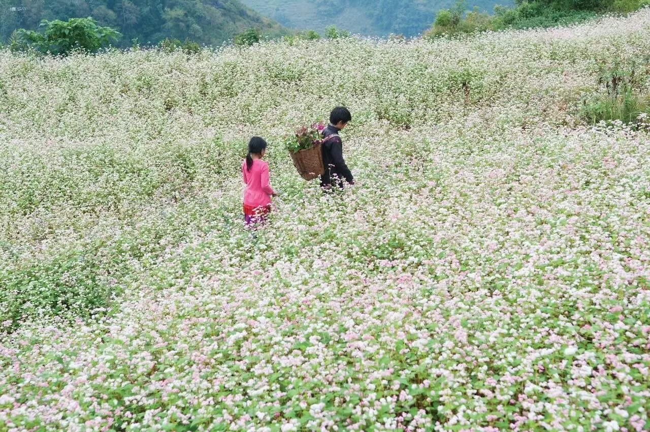 Thung lũng Sủng Là: 'Ốc đảo' yên bình trên cao nguyên đá Hà Giang