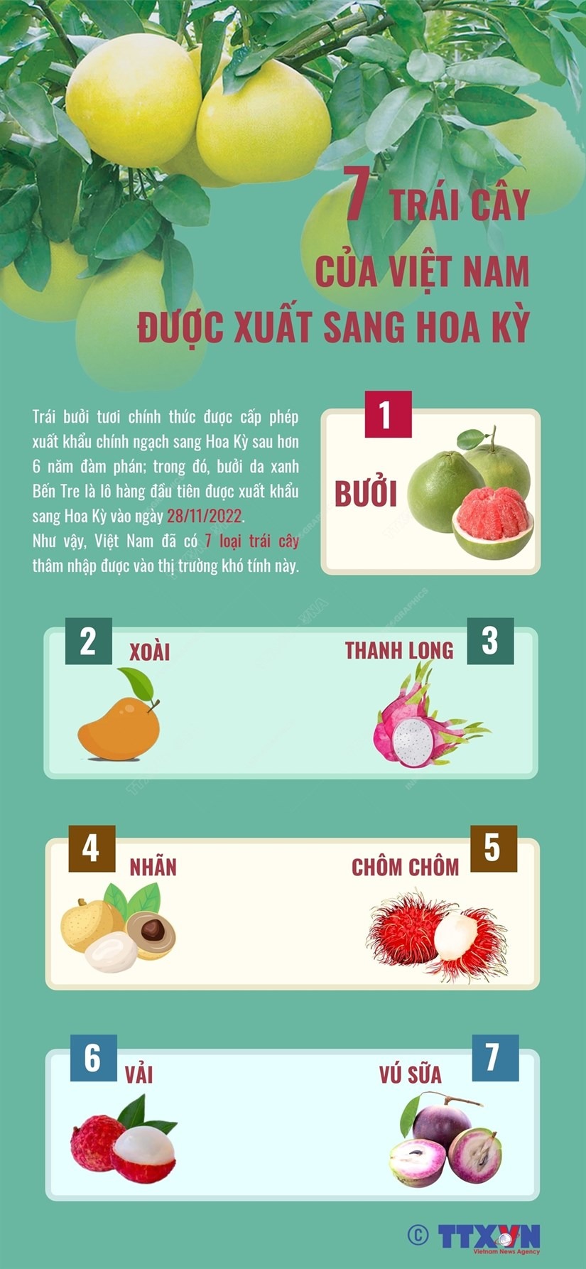 [Infographics] 7 trai cay cua Viet Nam duoc xuat sang Hoa Ky hinh anh 1